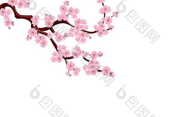 樱花弯曲的分支精致的花樱桃味蕾孤立的网格梯度插图
