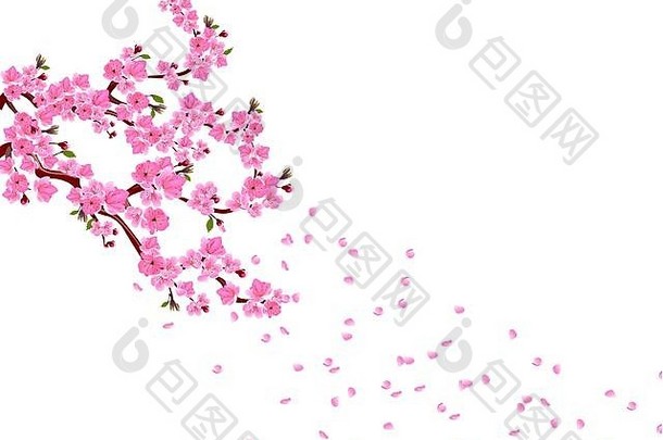 樱花分支机构粉红色的花叶子樱桃味蕾花瓣飞风孤立的白色背景插图
