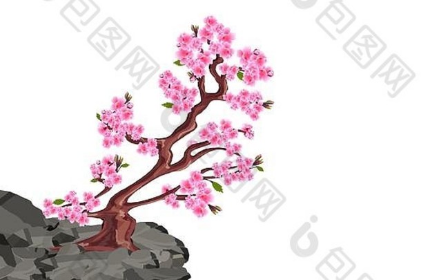 樱花花朵樱桃树石头悬崖山插图
