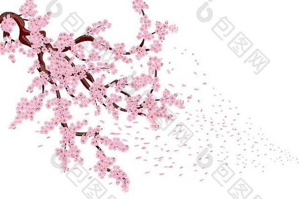 樱花飞行花瓣郁郁葱葱的弯曲的分支机构樱桃树粉红色的小花樱桃味蕾插画家孤立的