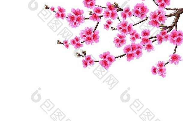 樱花支弯曲的分支开花樱桃春天树紫色的花味蕾孤立的白色背景插图
