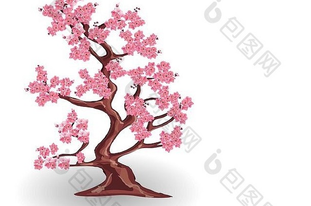 樱桃树粉红色的花樱花孤立的白色背景插图