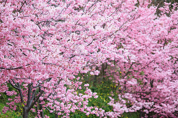 现实的樱花樱桃分支盛开的花不错的背景颜色