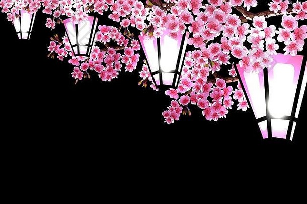樱花华丽的分支机构樱桃树紫色的小花黑色的背景系列发光的花园灯笼插画家