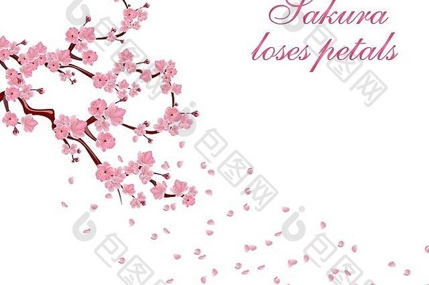 分支机构粉红色的花樱桃味蕾樱花登记花瓣飞行风孤立的白色背景插图