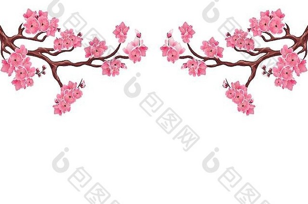 对称的分支机构粉红色的樱桃花朵樱花孤立的白色背景插图