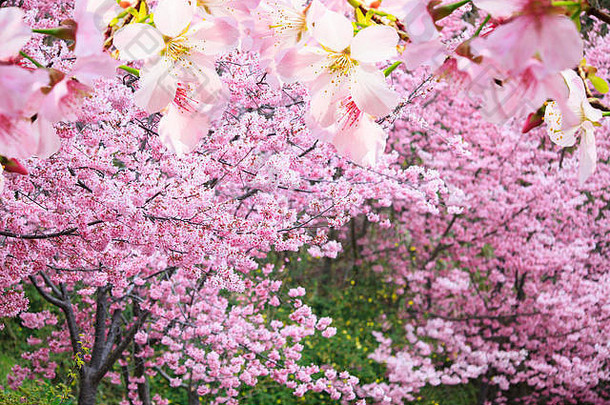 现实的樱花樱桃分支盛开的花不错的背景颜色