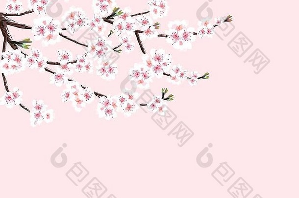 樱花樱桃分支白色花孤立的粉红色的背景插图