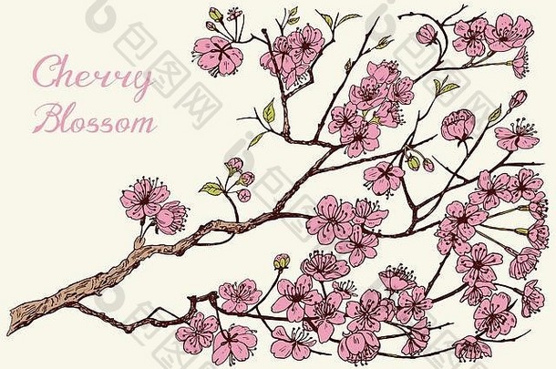 日本樱花盛开的樱桃木兰杏仁野生花叶子婚礼植物叶味蕾植物春天草背景