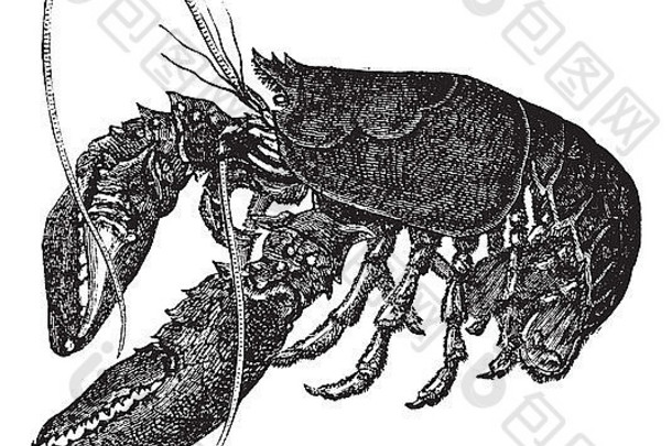常见的龙虾欧洲龙虾古董雕刻刻插图常见的龙虾孤立的白色