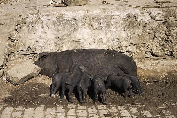 黑色的猪吃街元阳云南中国