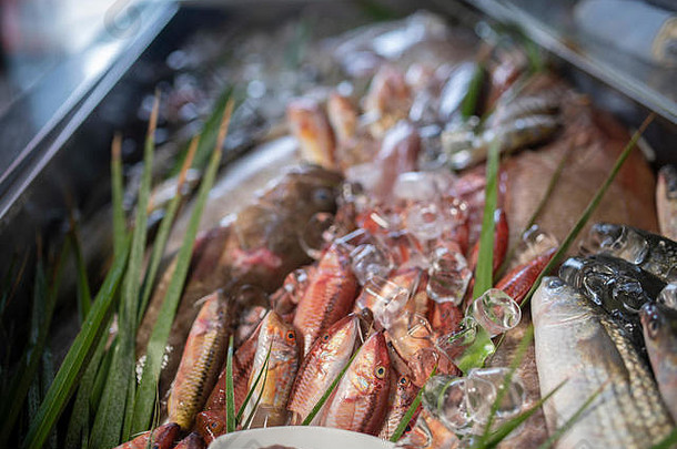 龙虾章鱼红色的鲻鱼boopsboops海低音海鲤科鱼白色石斑鱼虾新鲜的海鲜鱼冰鱼市场