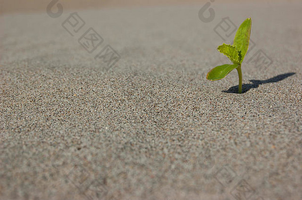 年轻的幼苗日益增长的沙漠沙子极关闭浅景深