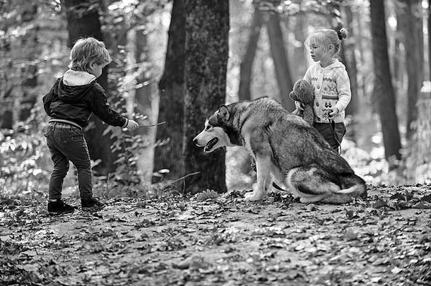 孩子们培训狗秋天森林孩子们朋友玩沙哑的宠物森林