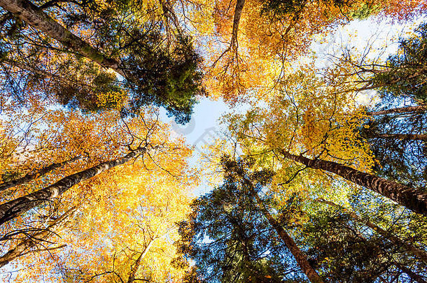 布托姆视图树美丽的阳光照射的秋天森林