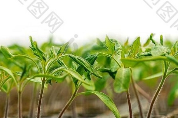 小幼苗日益增长的温室花园新鲜的自然有机产品