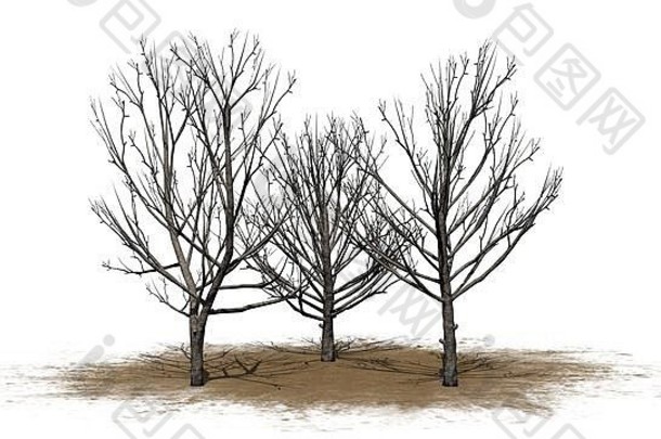 集布拉德福德梨树冬天沙子区域孤立的白色背景插图