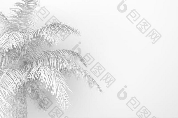 棕榈树白色棕榈叶子白色背景单色漂白白色树叶概念上的有创意的插图复制空间渲染