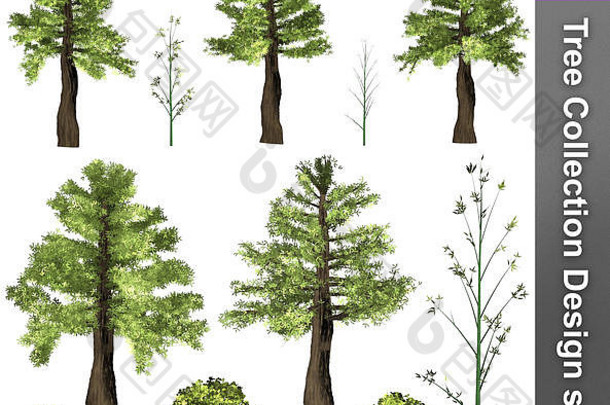 树修正设计集插图白色背景隔离自然花园设计