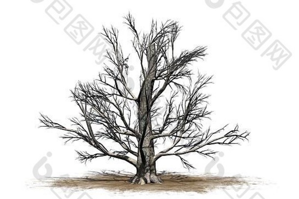 欧洲山毛榉树冬天孤立的白色背景插图