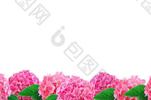 边境粉红色的绣球花花孤立的白色背景