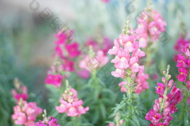 品红色的粉红色的snapdragon花成长花园