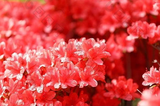 特写镜头皇家红色的杜鹃花花朵
