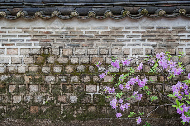 紫色的花前面长满青苔的石头墙