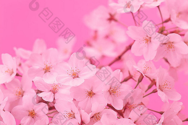 集群粉红色的花