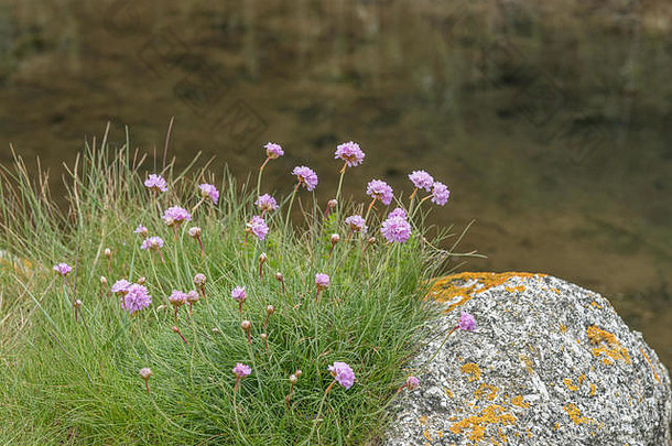 集群粉红色的花节俭海粉红色的阿梅里亚maritima岩石露头含盐的沿海通道常见的海滨沿海植物