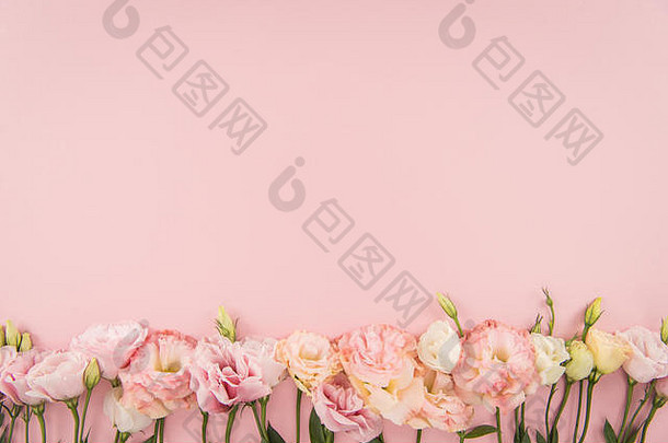前视图美丽的温柔的盛开的eustoma花孤立的粉红色的背景