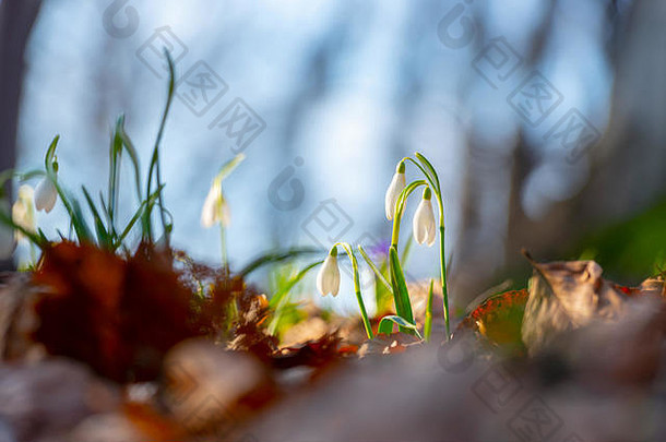关闭常见的雪花莲雪花属Nivalis花朵太阳色彩斑斓的春天花森林地板上美丽的模糊