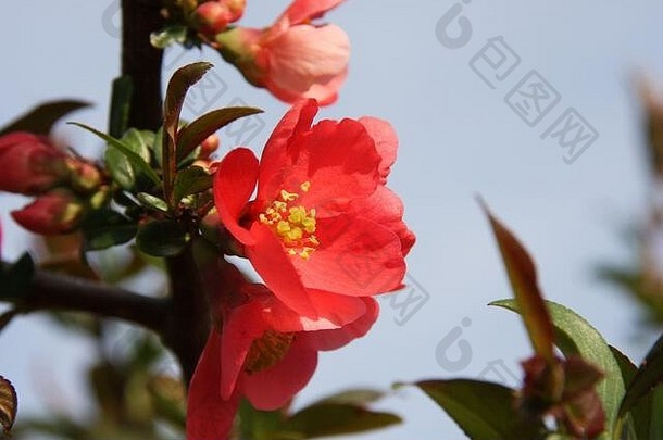红色的花盛开的日本榅桲蓝色的天空<strong>春天</strong>季节关闭开花花朵木瓜粳稻观赏灌木