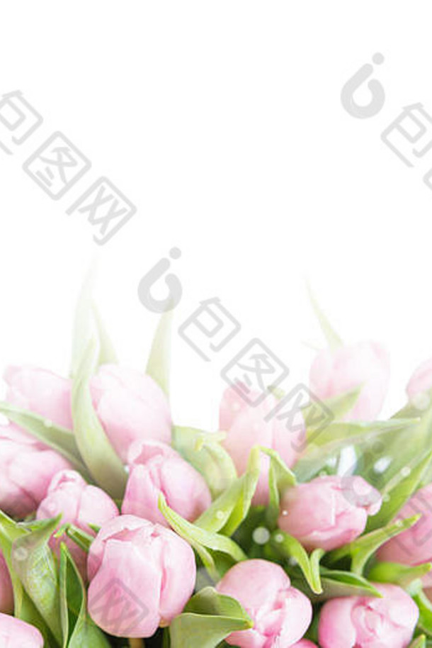 花束新鲜的粉红色的郁金香花特写镜头孤立的白色背景Copy-Space