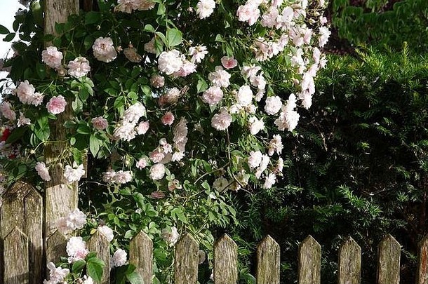 关闭苍白的粉红色的花朵漫步者攀爬玫瑰饱经风霜的木栅栏绿廊梦幻花序浪漫的国家科塔格