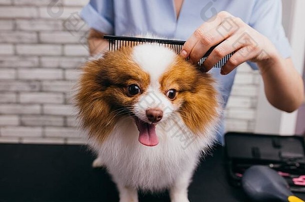 梳理狗国内动物专业宠物美容师削减斯帕斯狗头发剪刀美容师沙龙动物医疗保健理发样式