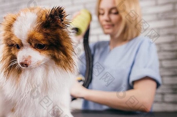 可爱的<strong>小狗</strong>享受梳理专业头发减少羊毛干燥淋浴美梳理沙龙卫生护理程序狗