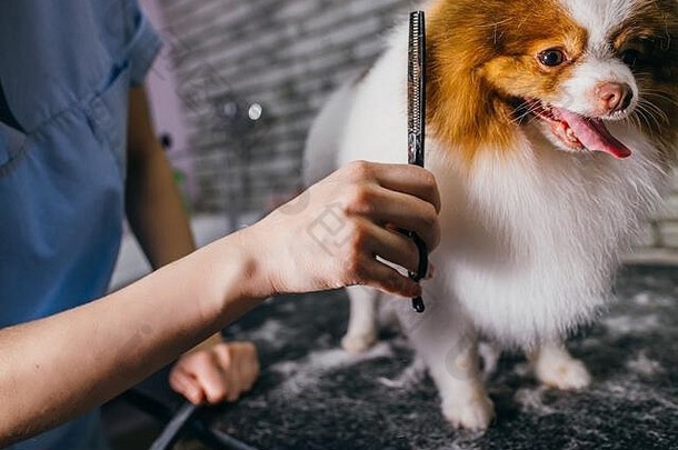 梳理切割杂草丛生的头发狗斯帕斯梳理沙龙专业护理梳理兽医沙龙动物宠物梳理概念