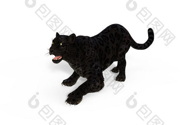插图黑色的豹隔离白色背景剪裁路径黑色的老虎