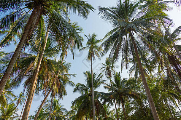 棕榈树蓝色的天空