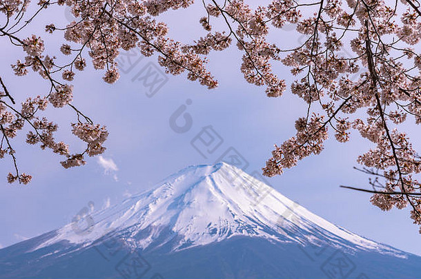 特写镜头雪覆盖山富士富士蓝色的天空背景粉红色的樱花樱桃花朵春天阳光明媚的一天湖河口湖