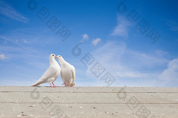白色鸽子求爱灰色屋顶蓝色的天空背景爱春天幸福概念