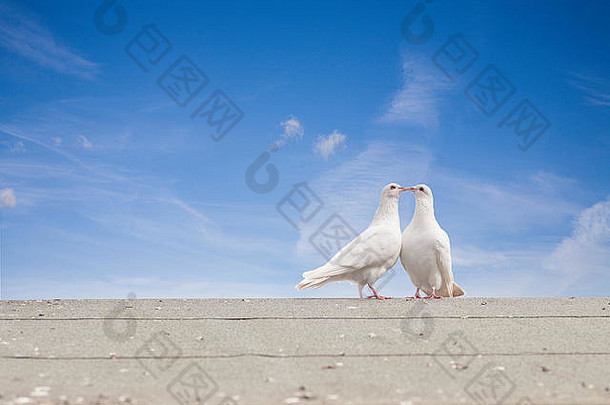 白色鸽子求爱灰色屋顶蓝色的天空背景爱春天概念