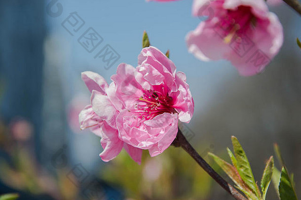 关闭宏照片小粉红色的花花朵分支机构树春天季节美丽的春天蓝色的天空背景小绿色叶子