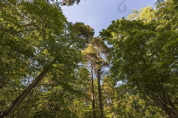 美丽的底视图上衣森林树蓝色的天空背景华丽的自然背景
