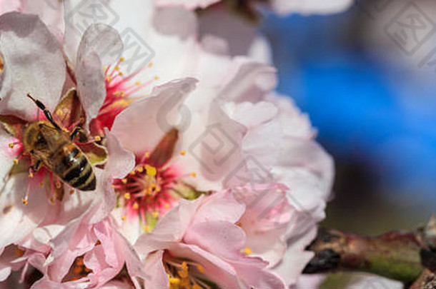 春天蜂蜜蜜蜂收集花粉杏仁树花朵蓝色的天空背景横幅空间文本