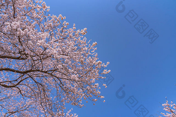 美丽的樱桃开花樱花完整的布鲁姆蓝色的天空背景春天时间