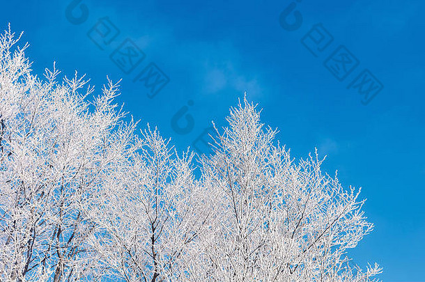 冬天风景树白霜明亮的阳光明媚的早....清晰的蓝色的天空背景