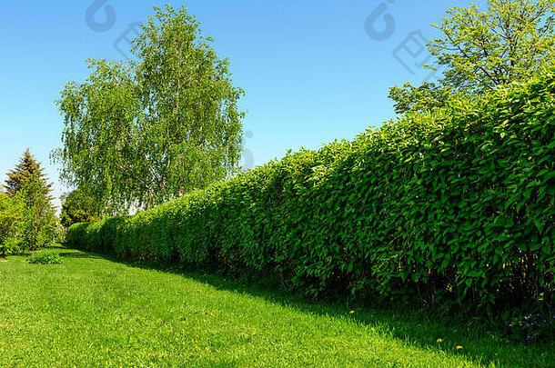 首页花园景观绿色草坪上大对冲蓝色的天空背景