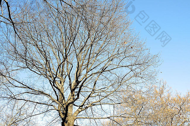 纠结的无叶的分支机构高成熟的冬眠树集清晰的蓝色的天空背景